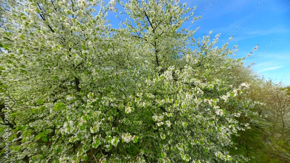 Smooth FPV flight through blooming trees with white flowers in spring. Smooth FPV flight through blooming trees with white flowers in spring.