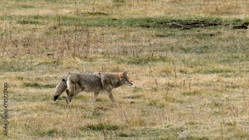 A coyote making its way through a meadow, possibly in search of a meal.