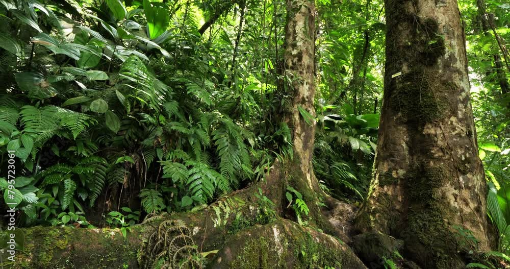 the tropical rain forest in Guadeloupe. Basse Terre, french West Indies. the tropical rain forest in Guadeloupe. Basse Terre, french West Indies.