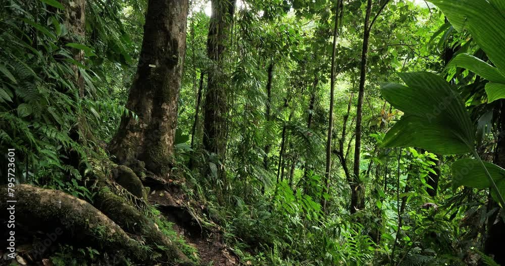 the tropical rain forest in Guadeloupe. Basse Terre, french West Indies. the tropical rain forest in Guadeloupe. Basse Terre, french West Indies.