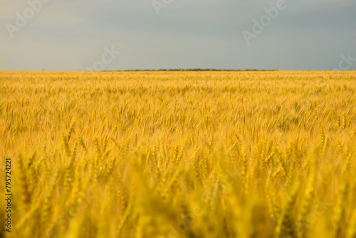 Golden wheat field with central focus point and dark sky photo