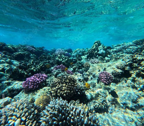 Underwater view of coral reef with fishes and corals in the tropical sea
