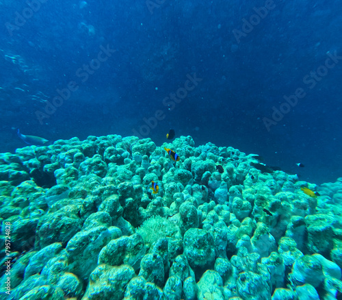 Underwater view of coral reef with fishes and corals in the tropical sea