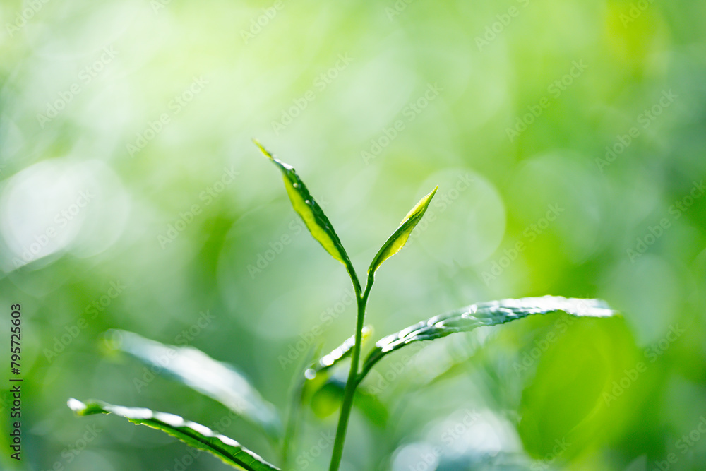 Fototapeta premium 茶葉・茶畑