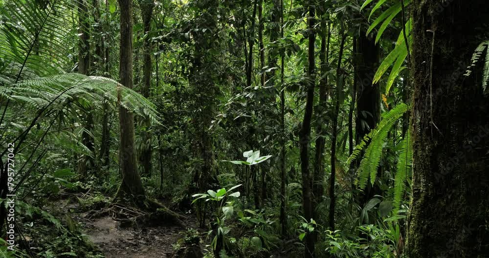 the tropical rain forest in Guadeloupe. Basse Terre, french West Indies. the tropical rain forest in Guadeloupe. Basse Terre, french West Indies.