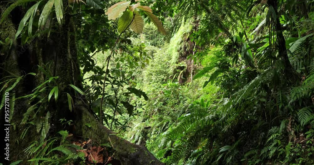 the tropical rain forest in Guadeloupe. Basse Terre, french West Indies.