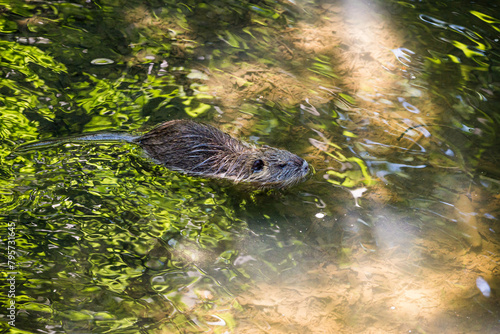 Schilderij op canvas Baby cub nutria in Ricansky brook in Uhrineves, Prague in Czech republic