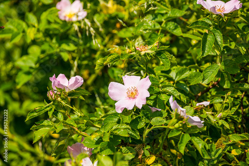 Pink flowers of blooming Rosa canina