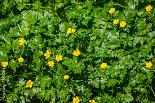 Blooming Ranunculus repens in Prague, Czech republic