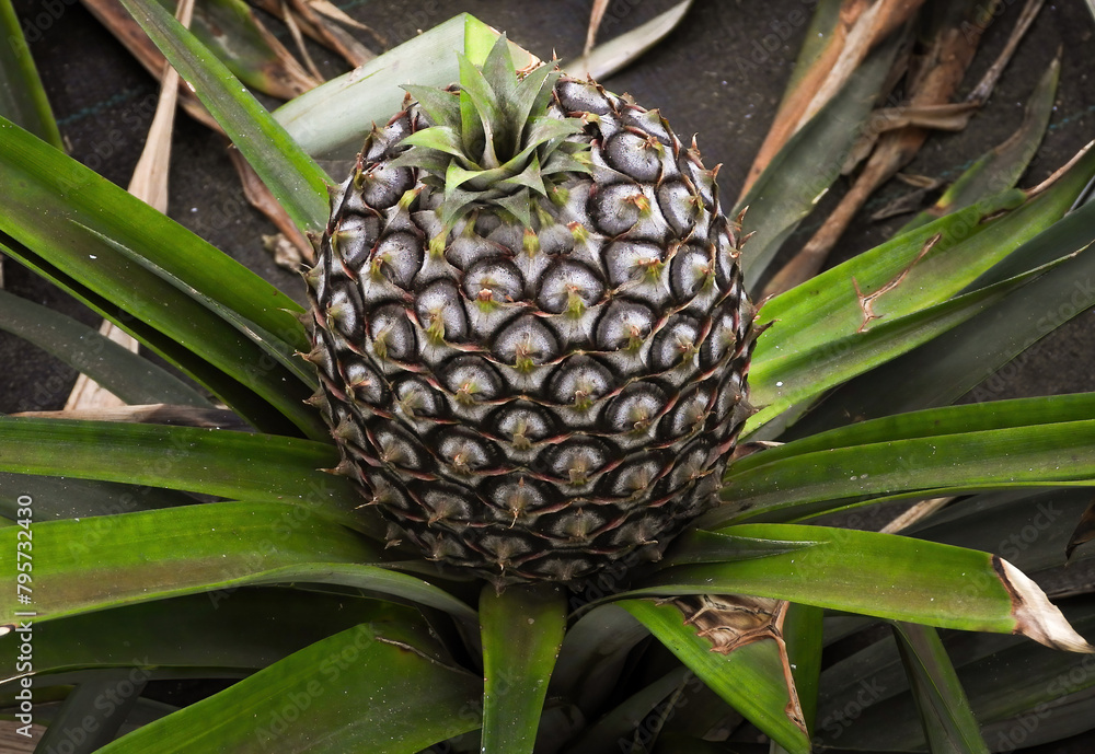 Pineapple bush on a pineapple plantation in Ponta Delgada, Azores. Pineapple bush on a pineapple plantation in Ponta Delgada, Azores.