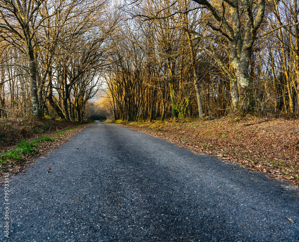 Fototapeta premium Road in winter