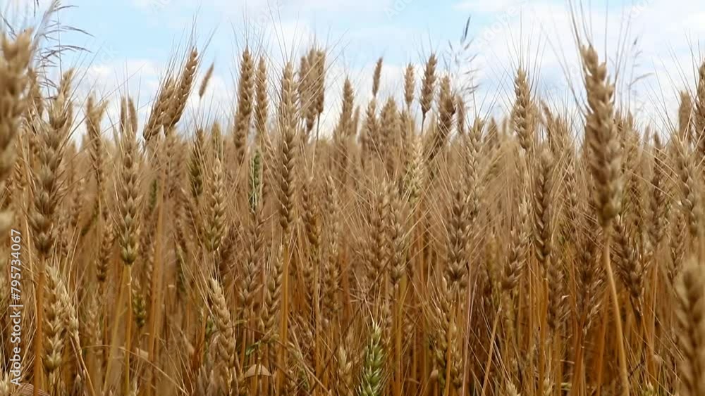Ears of ripe wheat in the afternoon Ears of ripe wheat in the afternoon