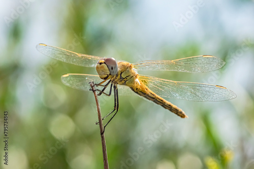 Dragonflies Macro and Details photography in the countryside of Sardinia Italy © arietedorato73