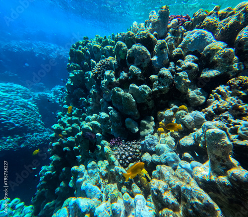Underwater view of coral reef and tropical fish in Red Sea, Egypt