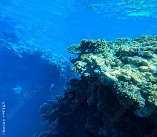 Underwater view of the coral reef, Tropical watersne life