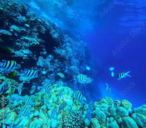 Coral reef and fish in Red Sea. Egypt. Sharm El Sheikh