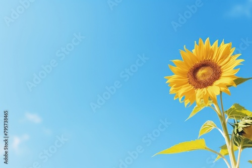 Summer sunflower against sky outdoors nature. © Rawpixel.com