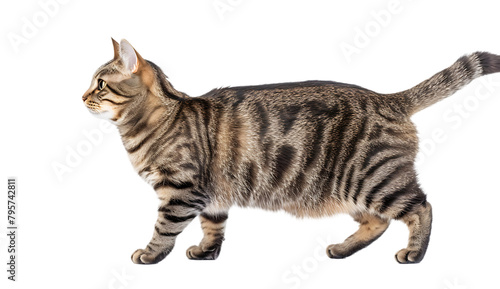 Bengal cat walking  full body isolated on a white background