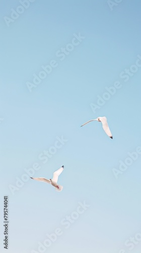 Birds seagull animal flying.