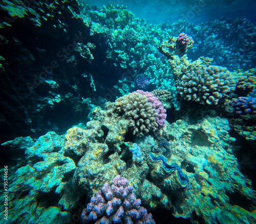 Underwater view of the coral reef with hard corals and tropical fish