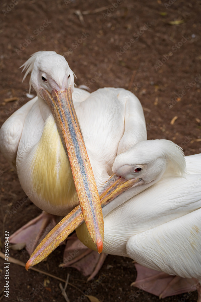Two Great white pelican aka eastern white pelican scientific name pelecanus onocrotalus sitting close to each other