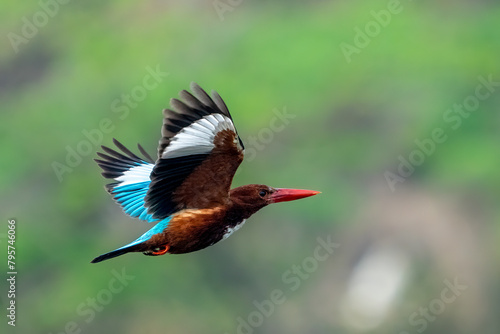 White-throated Kingfisher (Halcyon smyrnensis) in flight, also known as the white-breasted kingfisher, tree kingfisher, Sultanpur National Park, India, Asia