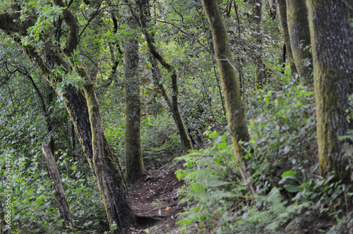 Small passage through a forest  with dense vegetation