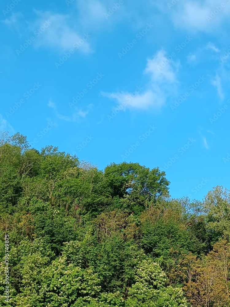 trees and sky