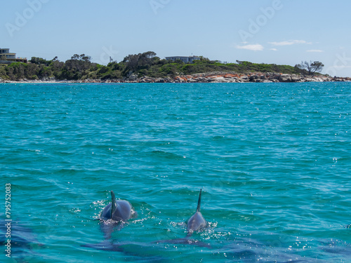 Dolphins in the turquoise waters of the Bay of Fires, Tasmania