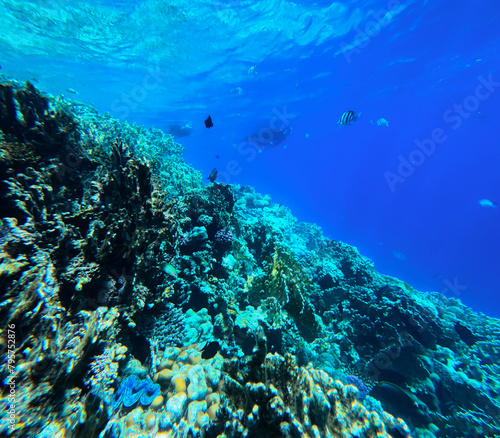Underwater view of the coral reef with fishes and corals. © Jaroslava
