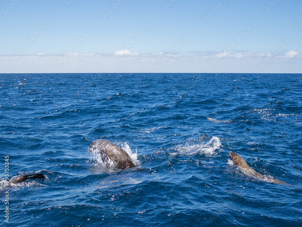 Obraz premium Seals feeding and playing in the waters of Bay of Fires