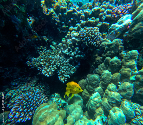 Coral and fish in the Red Sea. Egypt. Sharm El Sheikh