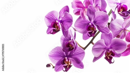 orchid on white background  space for text