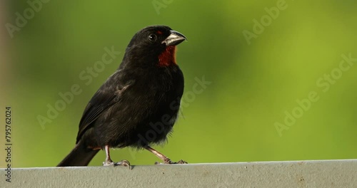 Lesser Antillean bullfinch (Loxigilla noctis), male bird, Guadeloupe, french caribbean islands. photo