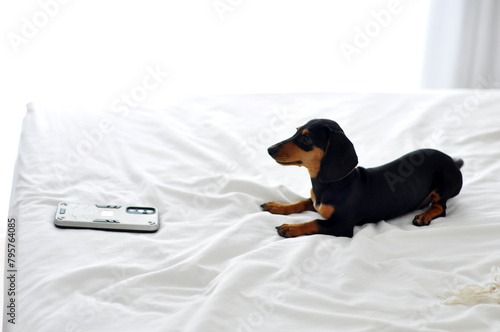 filhote de duchshund cachorro fofo na cama 