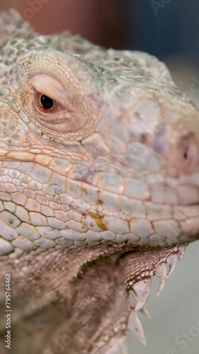 Big green iguana in terrarium. High quality 4k footage photo