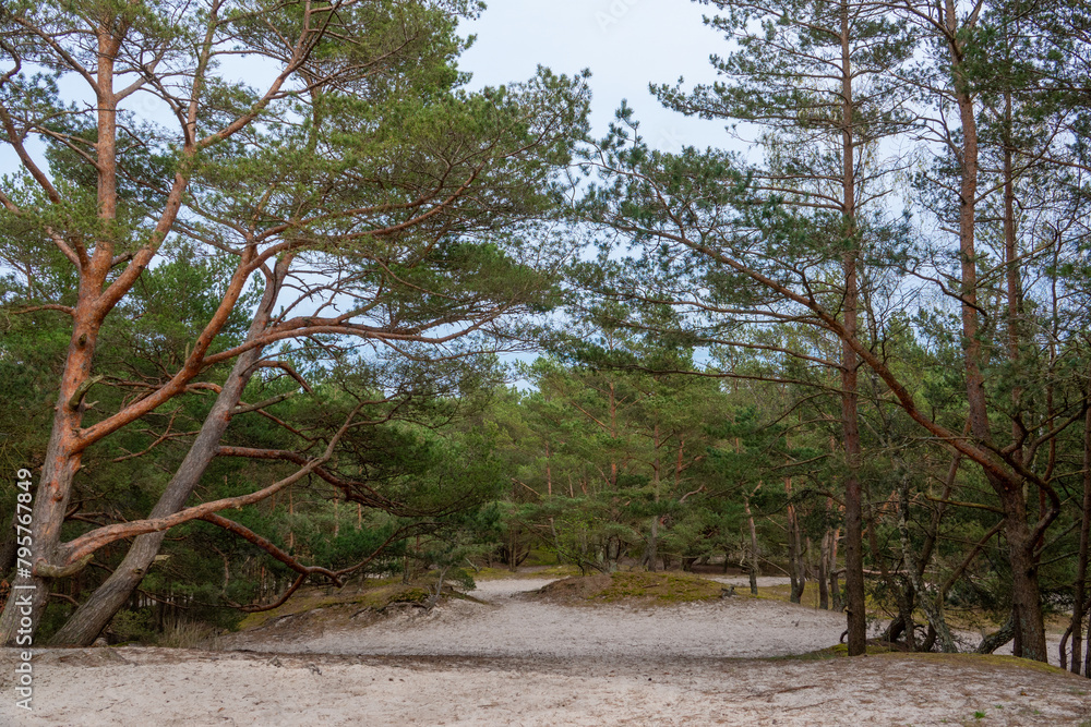 Naklejka premium pine forest on the Baltic Sea coast. Leba, Poland