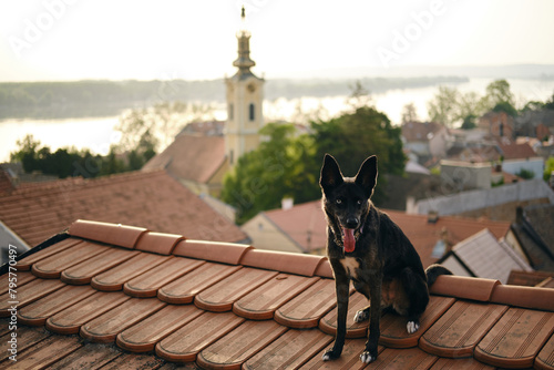 Traveling with a pet in Europe. A charming black blue-eyed mongrel dog sits on the red tiled roof of old house and poses. The old town Zemun, Belgrade, Serbia. photo