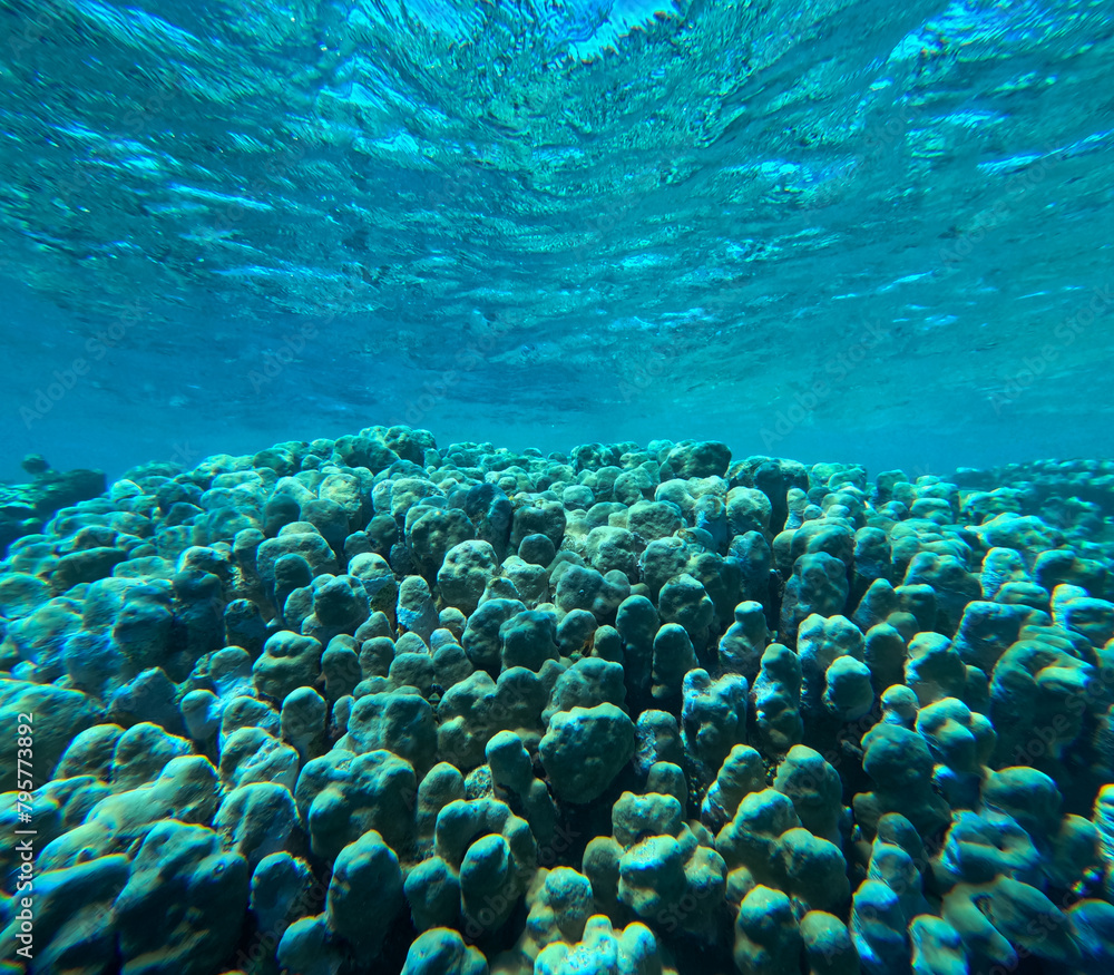 Fototapeta premium Tropical coral reef in blue water. Underwater background.