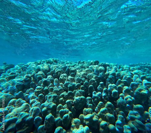 Tropical coral reef in blue water. Underwater background.