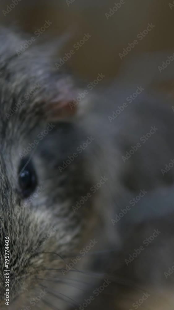 Cute Australian animal close up. High quality 4k footage Cute Australian animal close up. High quality 4k footage