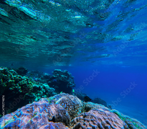 Tropical underwater landscape with coral reef and blue ocean water.