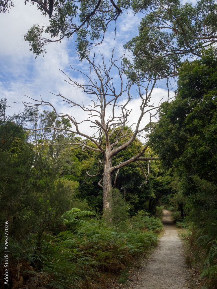 Dirt track of Lilly Pilly Gully Circuit, Wilsons Promontory, Victoria, Australia Dirt track of Lilly Pilly Gully Circuit, Wilsons Promontory, Victoria, Australia