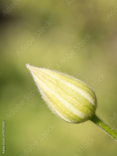 Closed clematis flower with green background.