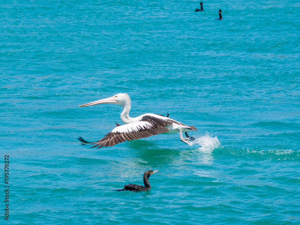A pelican flying over the water in Lakes Entrance, Victoria, Australia A pelican flying over the water in Lakes Entrance, Victoria, Australia