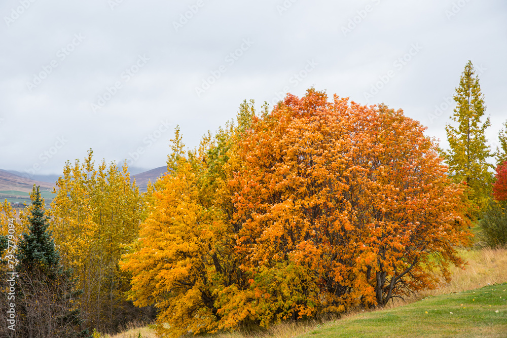 beautiful tree on an autumn day