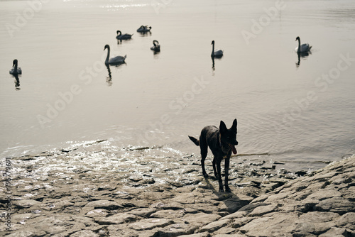 Black mongrel domestic dog standing on Danube River embankment on warm spring morning. A cute mutt is traveling around Europe. Belgrade, Serbia, Zemun district. Wild white swans are swimming in pond. photo