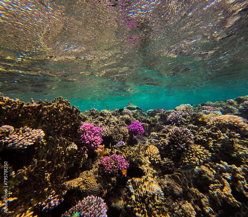 Underwater view of a tropical coral reef with fish, underwater landscape
