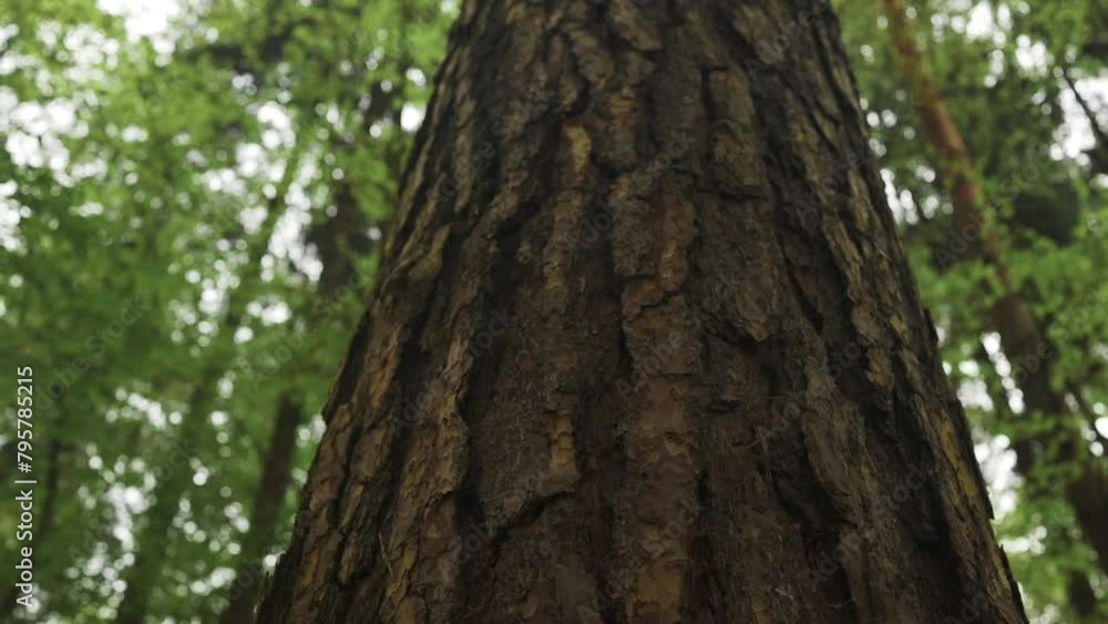 looking up. Scenic view of very big and tall tree in the forest in the morning. Looking up looking up. Scenic view of very big and tall tree in the forest in the morning. Looking up