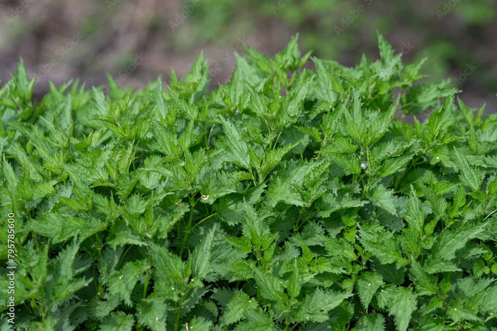 Fresh green nettle leaves side by side.